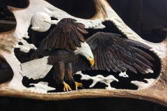 Bald eagle-min