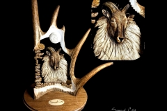 Jharal - Himalayan Tahr-min