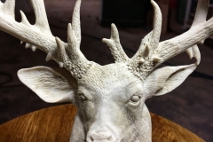 Life dream buck2-min