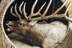 Wapiti2-min